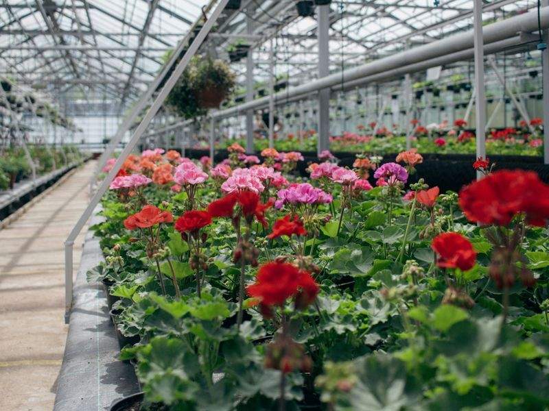 観葉植物のレンタル・定期メンテナンス